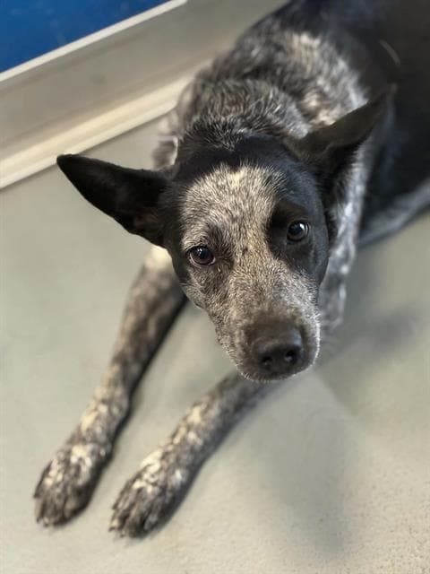 Unknown - Queensland Heeler