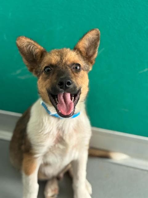 Unknown - German Shepherd Dog