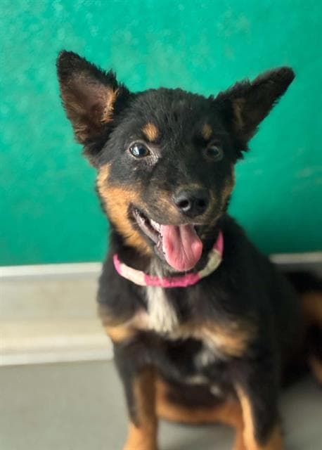 Unknown - German Shepherd Dog