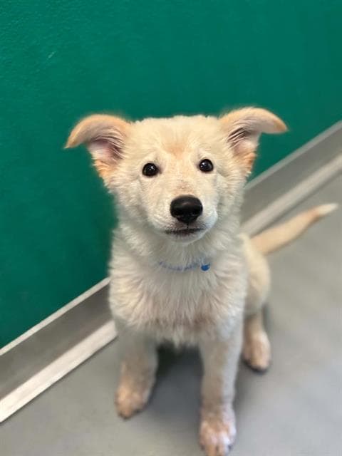 Unknown - German Shepherd Dog