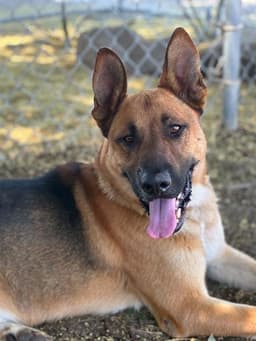 Pierre image 1