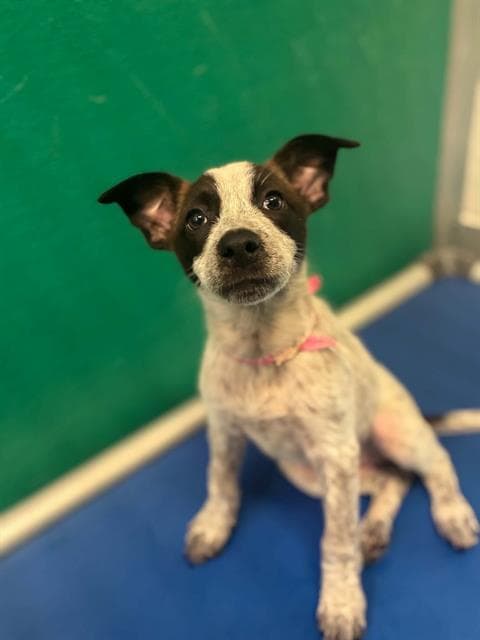 Unknown - Queensland Heeler
