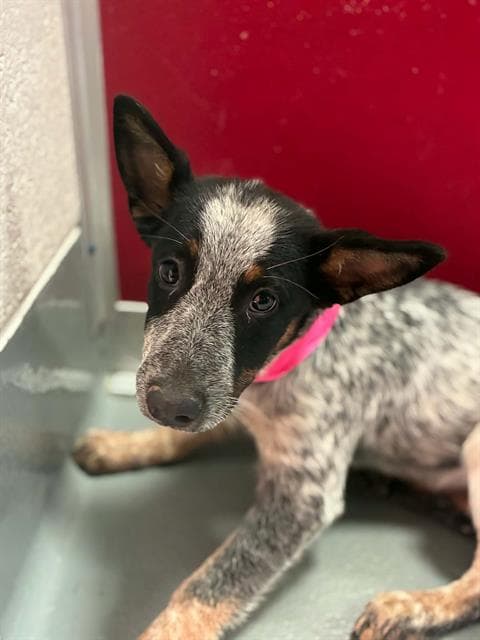 Unknown - Queensland Heeler