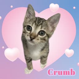 Crumb image 1