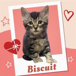Biscuit image 1