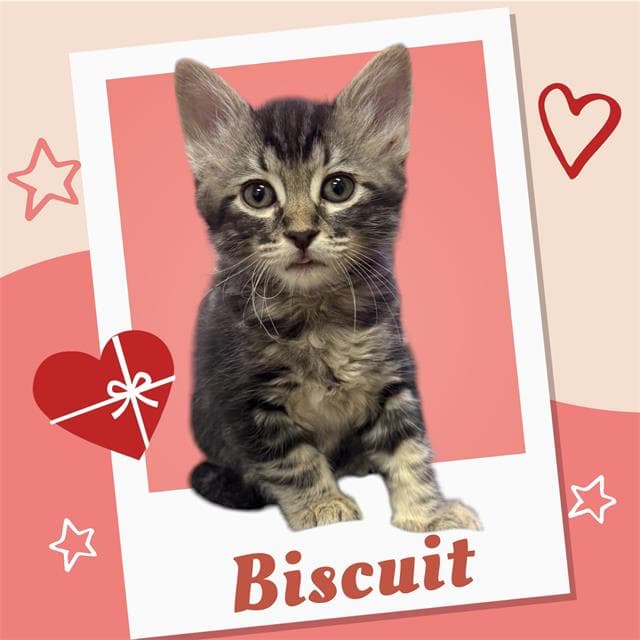 Biscuit - Domestic Medium Hair