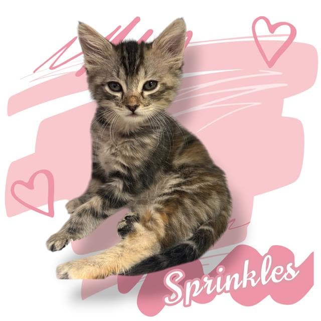 Sprinkles - Domestic Medium Hair