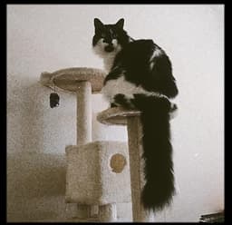 Jack image 1