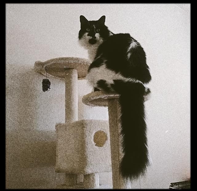 Jack - Domestic Long Hair