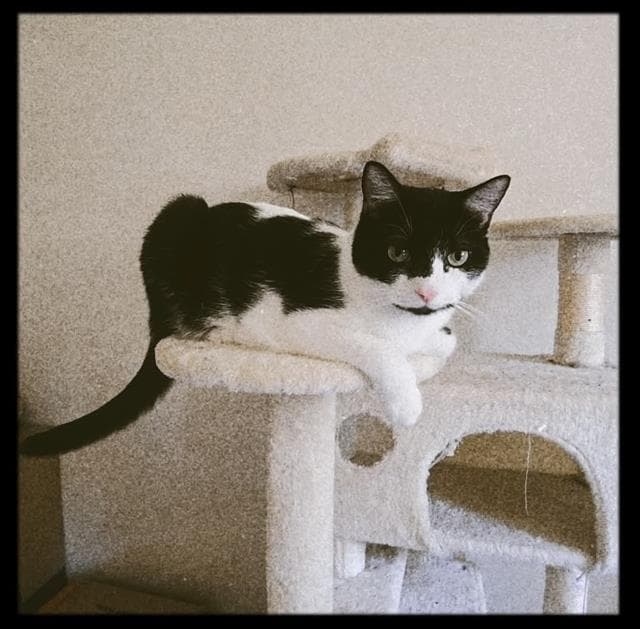Sally - Domestic Short Hair