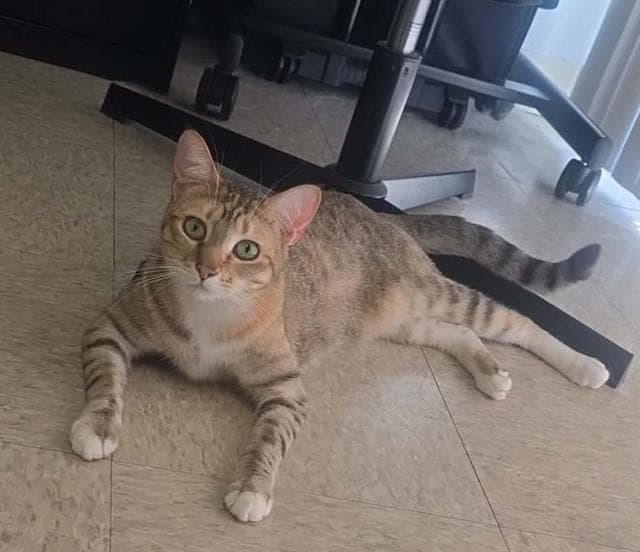 Pumpkin Spice - Domestic Short Hair