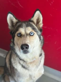 Miska image 1