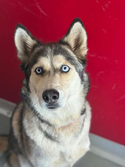 Miska - Siberian Husky