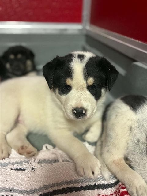 Unknown - Border Collie