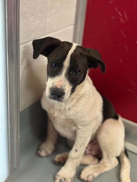 Unknown - Pit Bull Terrier