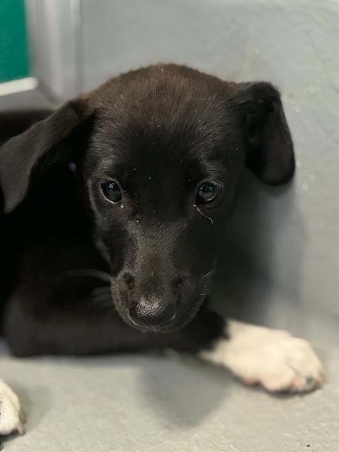 Unknown - Border Collie