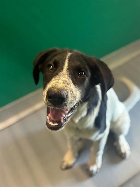 Unknown - Border Collie