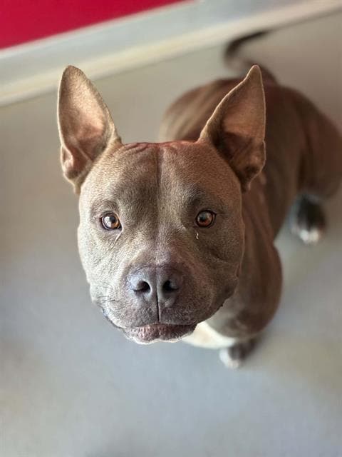 Unknown - Pit Bull Terrier