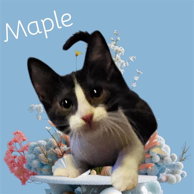 Todd - Domestic Short Hair