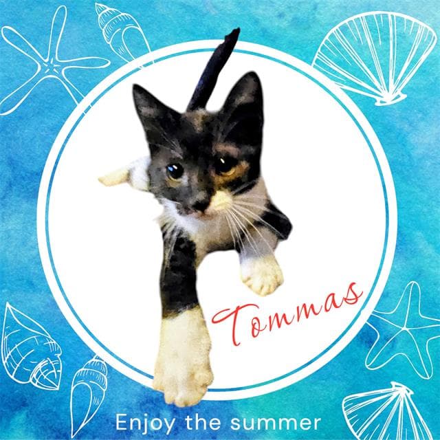 Tommas - Domestic Short Hair