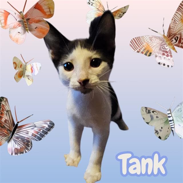 Tank - Domestic Short Hair
