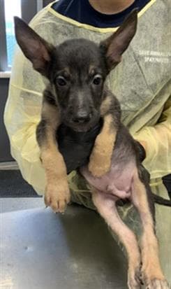 Unknown - German Shepherd Dog