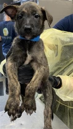 Unknown - German Shepherd Dog