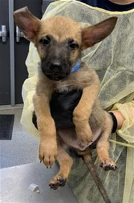 Unknown - German Shepherd Dog