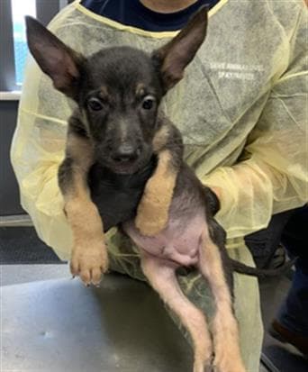 Unknown - German Shepherd Dog