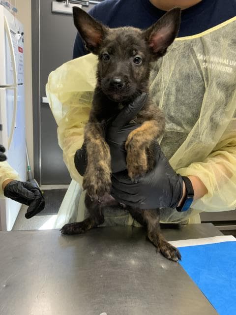 Unknown - German Shepherd Dog