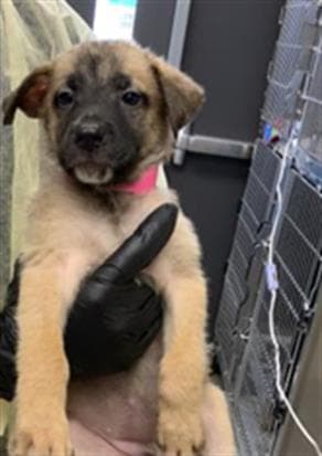 Unknown - German Shepherd Dog
