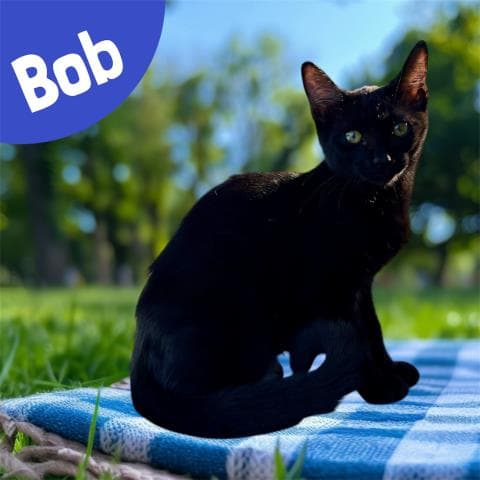 Bob - Domestic Short Hair
