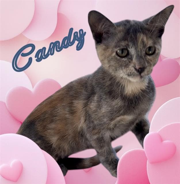 Candy - Domestic Short Hair