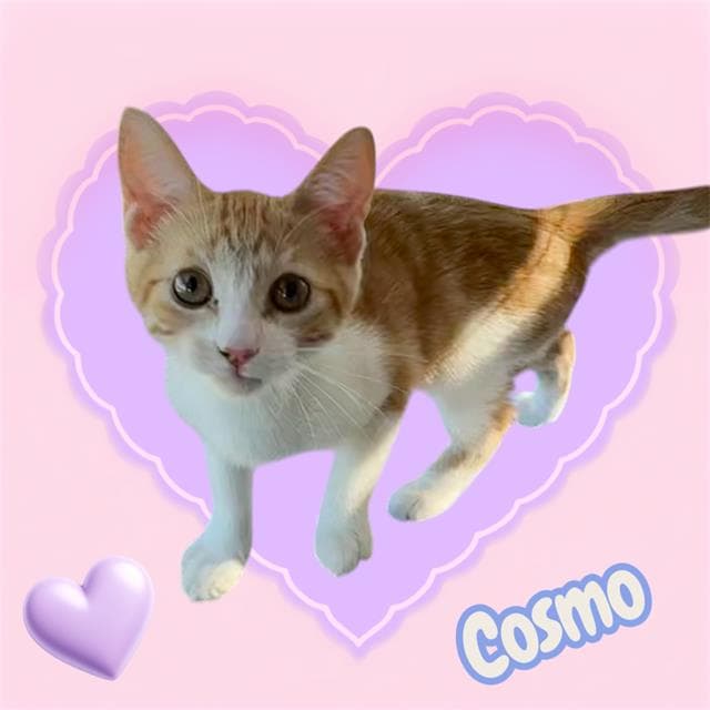 Cosmo - Domestic Short Hair