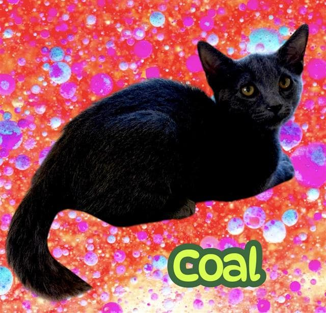Coal - Domestic Short Hair