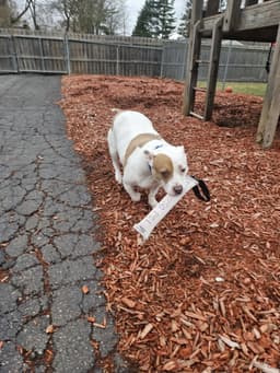 Roxy image 1