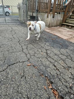 Roxy image 2