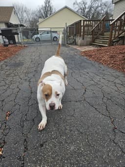 Roxy image 4