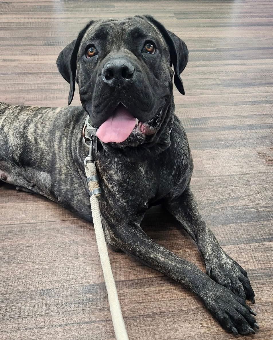 Nora - Presa Canario