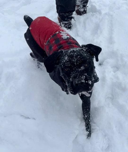 Squid - Cane Corso Mastiff