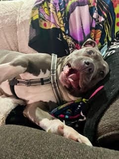 Blue - Pit Bull Terrier