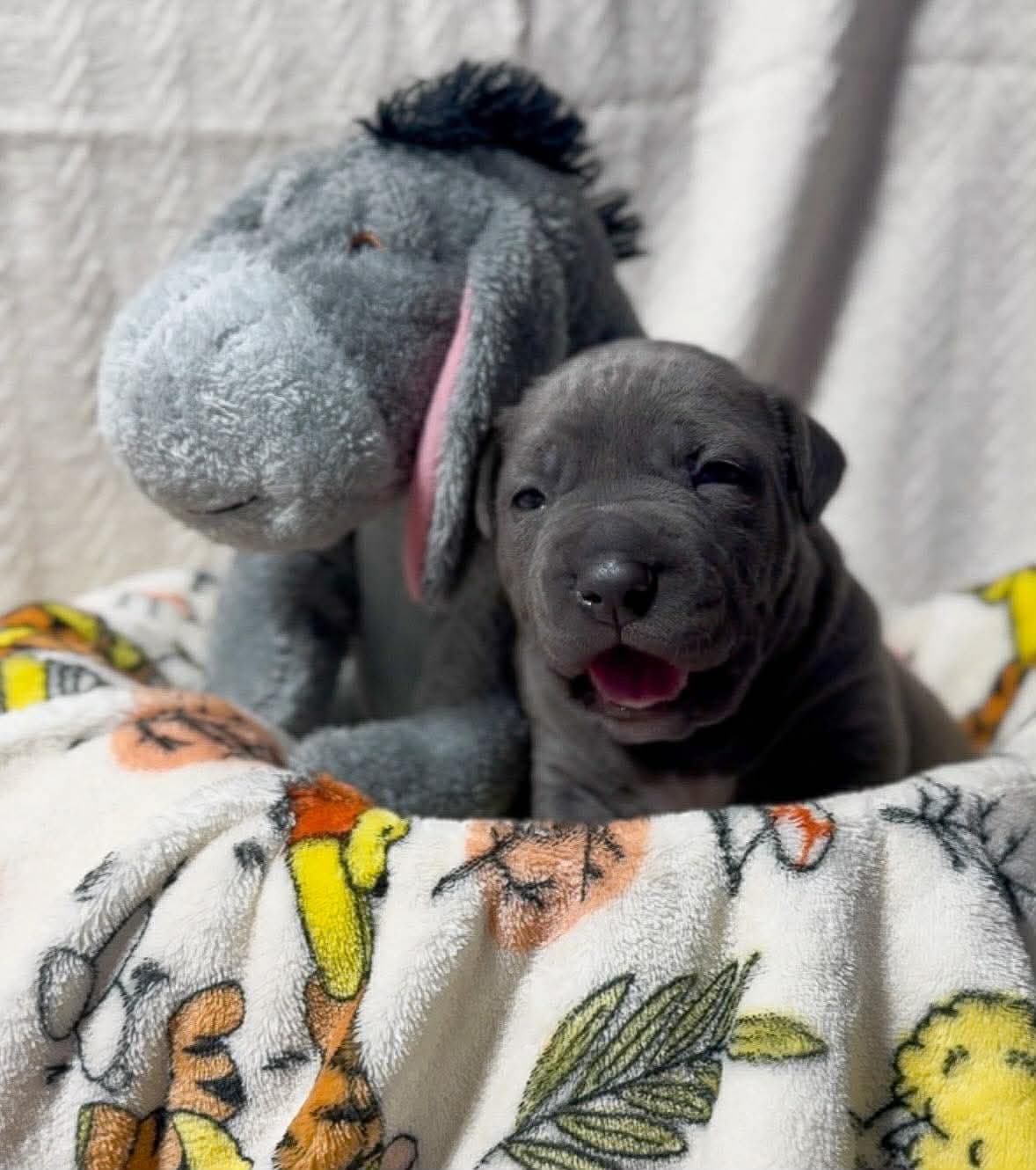 Eeyore - American Pit Bull Terrier