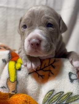 Roo image 1