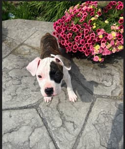 Zinnia image 2