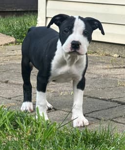 Delilah image 1