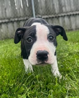 Delilah image 2