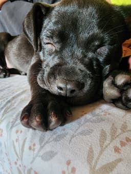 Pippa image 1