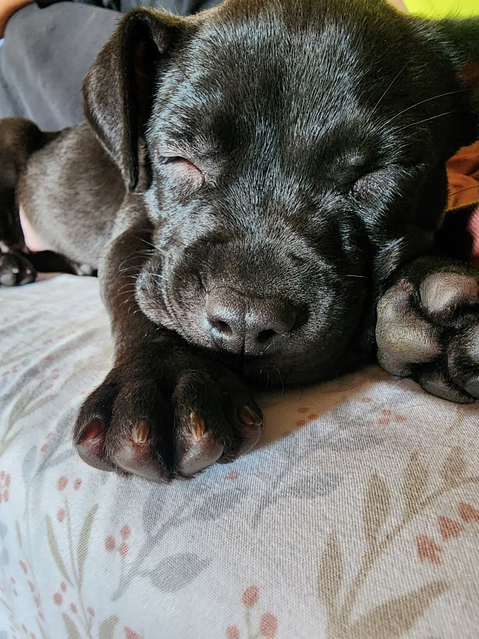 Pippa - Pit Bull Terrier