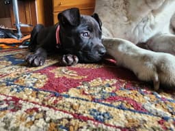 Pippa image 2