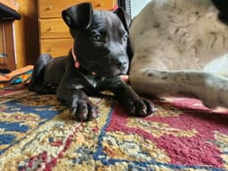 Pippa image 4